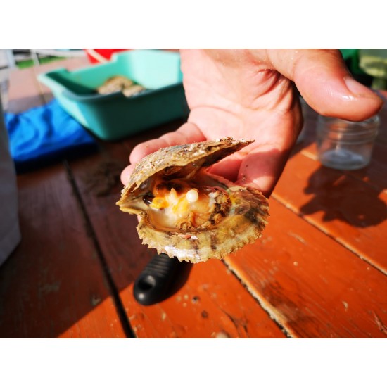 Pearl Oyster Sponsorship Programme
